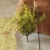 Lancaster Home Greenery 14" Baby's Grass Bush